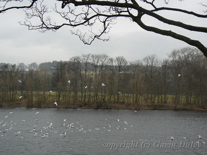 River Tyne, Hexham P1060913.JPG